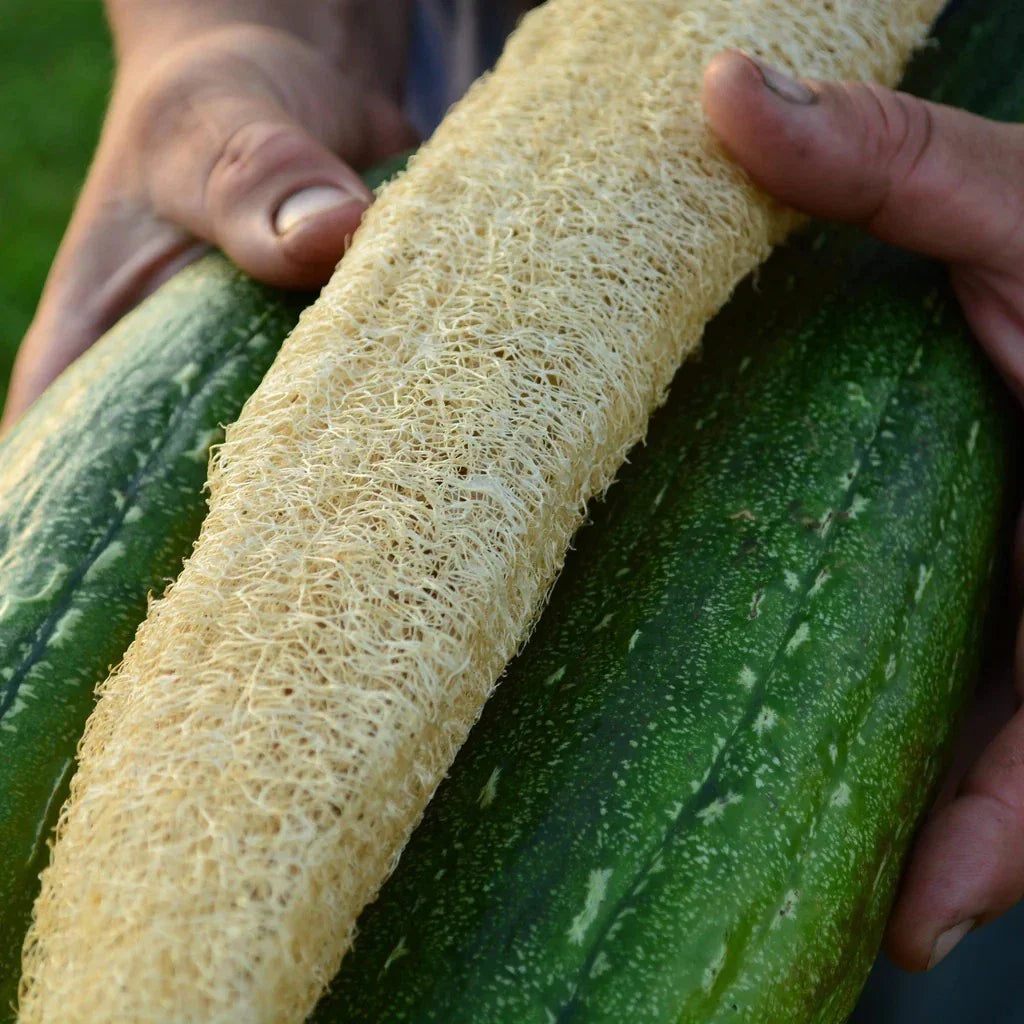 Luffa Gourd Seeds - 12 Pack - Loofah Sponge Gourd - Dishcloth Gourd - Rare Variety - Ideal for Garden Planting