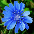 Chicory Seeds | Non-GMO | 300-6,000 Seeds | Cichorium intybus | Heirloom Varieties Available
