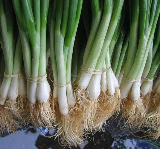 He-Shi-Ko Onion Seeds - Fresh Heirloom Onion Seed Variety - Allium fistulosum