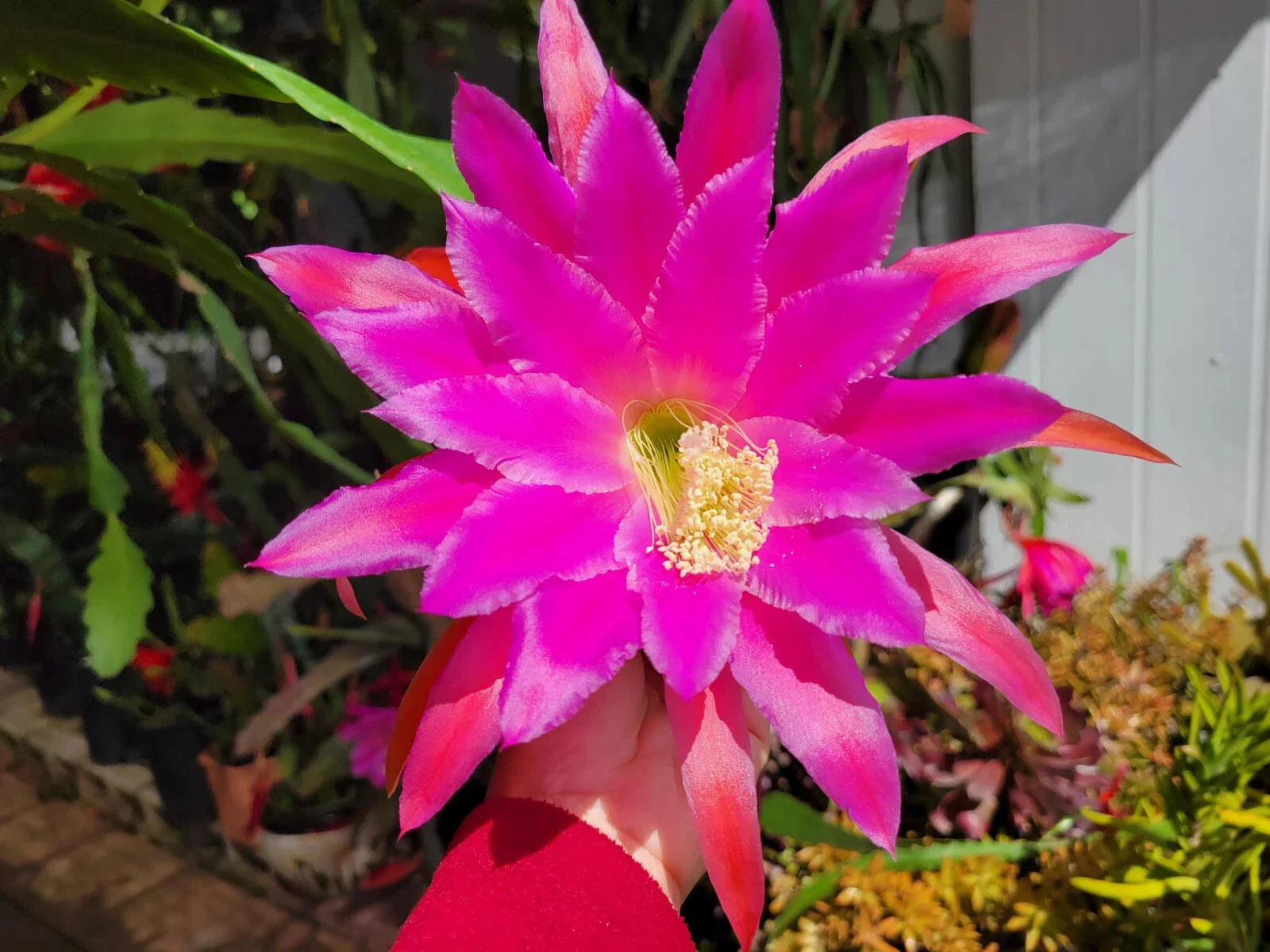 Epiphyllum Cuttings 8-10 inches Chanteuse Variety Unrooted - Exotic Cactus Succulent Plant