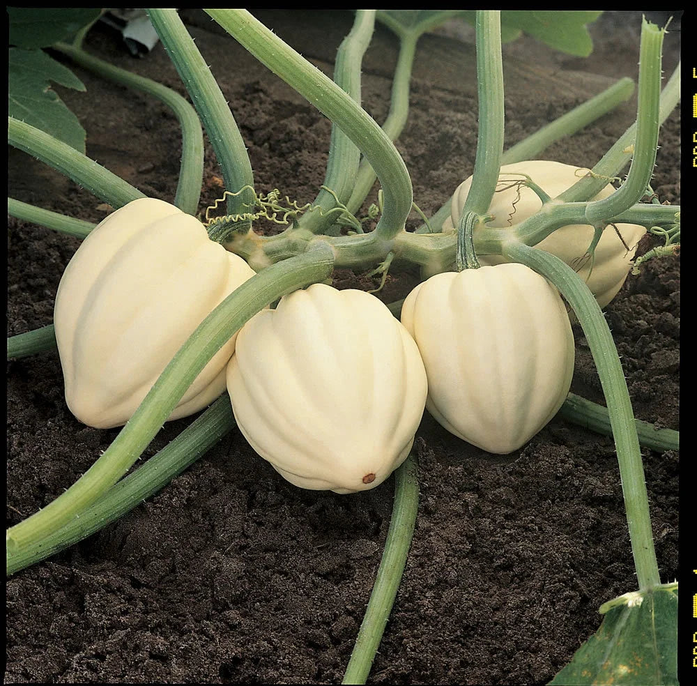 Winter Squash Seeds - Cream of the Crop Variety - Fresh Seed for Planting (Cucurbita maxima)