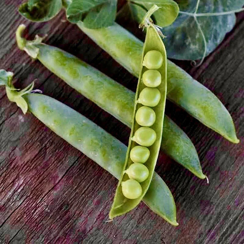 Green Arrow English Pea Seeds | 30 Non-GMO Garden Vegetable Seeds | Pod Variety | Pisum sativum