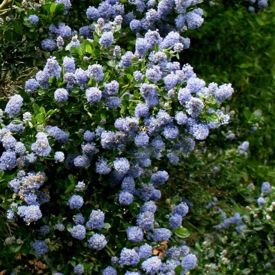 Skyland Lilac Seeds - 25 Perennial Seed Pack for Fragrant Flowers - Syringa patula - USA Grown