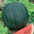 Sugar Baby Watermelon Seeds - 200 Heirloom Non-GMO Seeds - Citrullus lanatus - Free Shipping