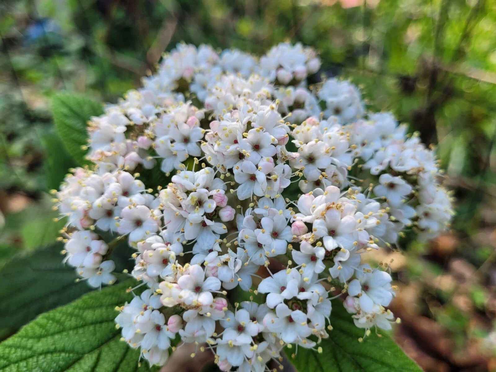 Viburnum 'Allegheny' Cuttings - 50 Scions for Root Grafting - Flowering Bush Hedge, Wind Resistant