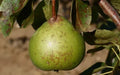 Old Home Pear Seeds - 25+ Count - Perfect for Garden Planting - Pyrus communis - USA
