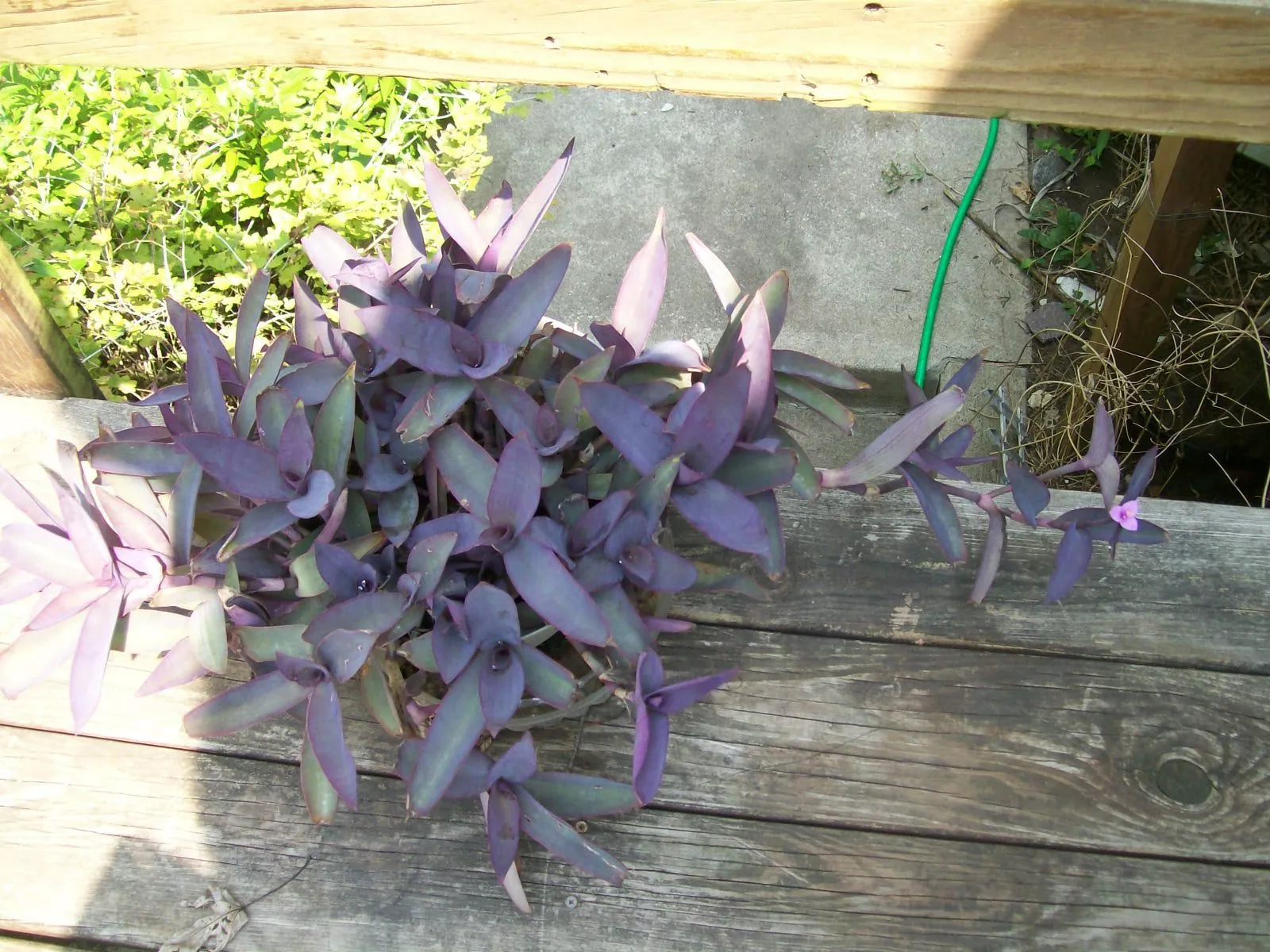 Purple Heart Wandering Jew Plant Cuttings Set of 3 - Not Rooted, Tradescantia pallida, Indoor/Outdoor Starter Plants