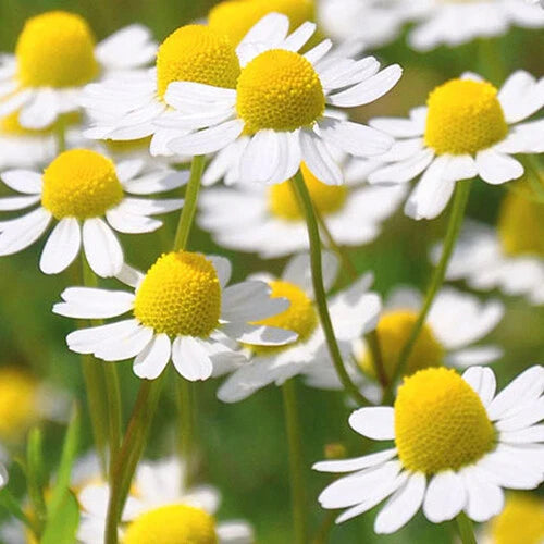 Roman Chamomile Seeds - 2,000 Heirloom Non-GMO Seeds - Chamaemelum nobile - Aromatic Herbal Garden Plant