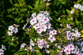 White Admiral Phlox Seeds - 100+ Count for Garden Planting - Phlox paniculata - USA Grown, Non-GMO