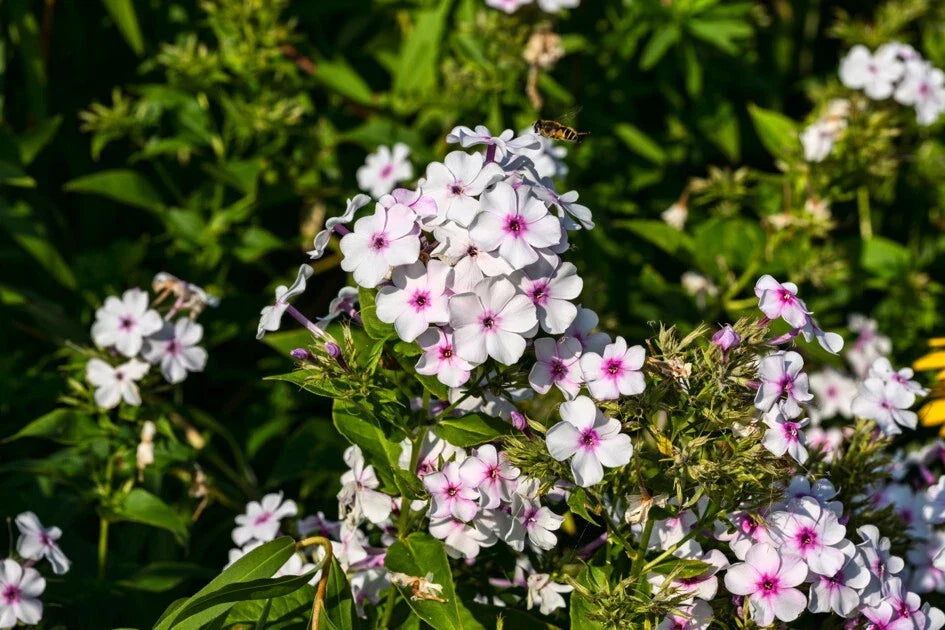 White Admiral Phlox Seeds - 100+ Count for Garden Planting - Phlox paniculata - USA Grown, Non-GMO