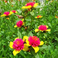 Hot Pink and Yellow Princess Bloom Cuttings - 6 Easy to Grow Purslane - US Seller