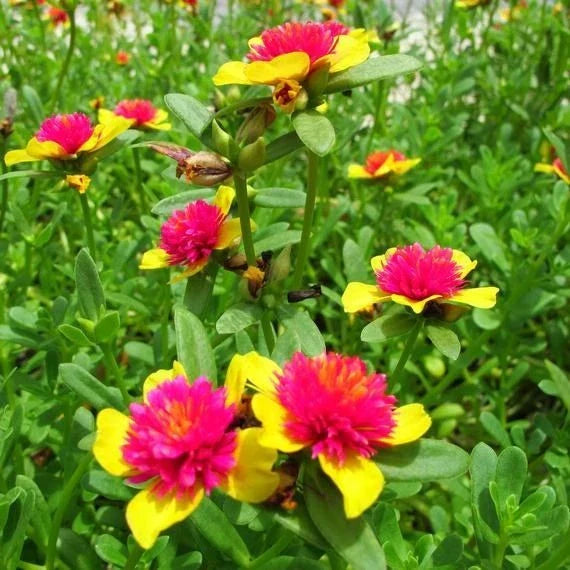 Hot Pink and Yellow Princess Bloom Cuttings - 6 Easy to Grow Purslane - US Seller