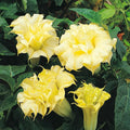 10 DBL Golden Queen Angel Trumpet Seeds - Brugmansia Datura Flowers - USA Grown