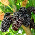 Dwarf Mulberry Tree Starter Plants, 5 Pack, Everbearing Morus nigra, Edible Fruit, Cold Hardy, Bare Root