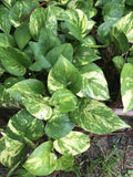 Golden Pothos Cuttings 10” - 8 Pcs Devil's Ivy Epipremnum, Easy Grow House Plant, Fresh Cut, Hardy Zone 8-10
