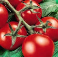 Fresh Heirloom Moneymaker Tomato Seeds - 25 Pack - Solanum lycopersicum - Free USA Shipping