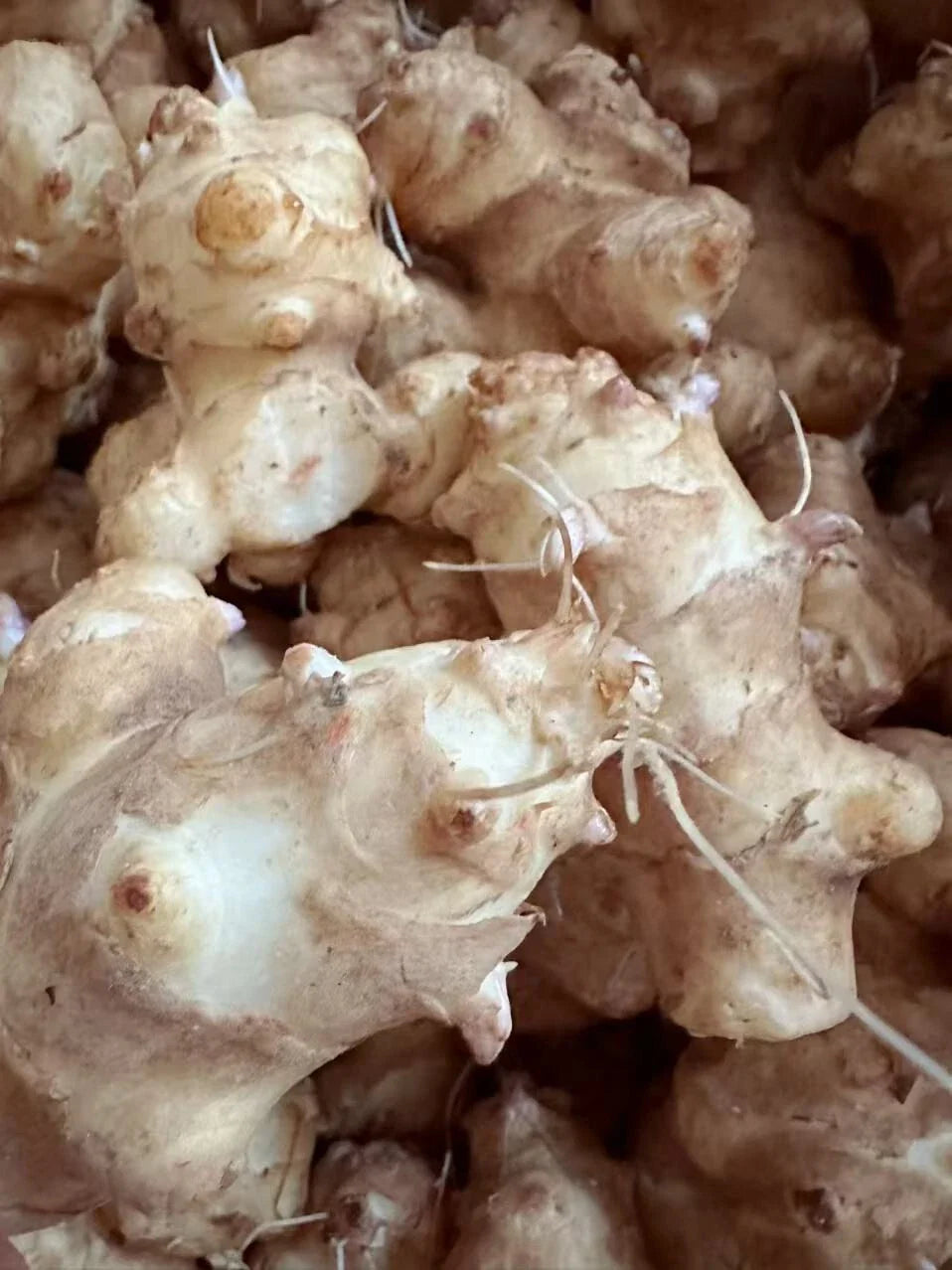 Sunchoke Tubers for Planting - Jerusalem Artichoke - Helianthus tuberosus - Organic, Non-GMO, Edible Perennial Vegetable