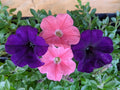 Petunia Combo Live Plants, 10 Baby Plugs, E3 Easy Wave Coral & Navy Velour, Petunia hybrids, Annuals, Sun Exposure, 288 Size