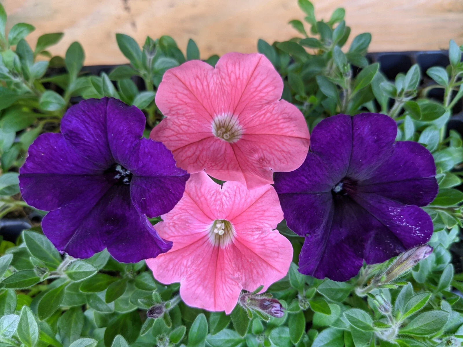 Petunia Combo Live Plants, 10 Baby Plugs, E3 Easy Wave Coral & Navy Velour, Petunia hybrids, Annuals, Sun Exposure, 288 Size