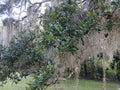 Rooted Live Oak Tree 12"-18" | TX Florida Variety | Quercus virginiana | Perfect Garden Gift