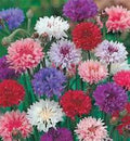 Bachelor Button Seeds, 500 Count, Tall Mix, Beautiful Bright Blooms, Centaurea cyanus