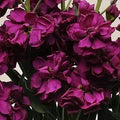 Stock Seeds - 500 Count - Katz Purple Variety - Matthiola incana