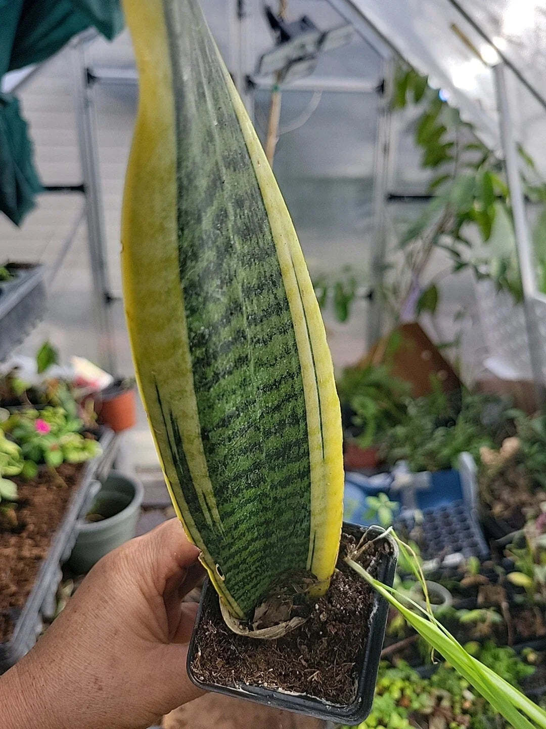 Sansevieria Plant - Well Rooted Mother-in-Law's Tongue - Sansevieria trifasciata