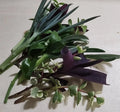 Live Plant Cuttings Set 12 PC Mixed Varieties for Rooting - 6 Types Each - Indoor Gardening Supplies