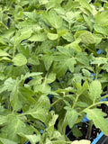 Rutgers Tomato Live Plants - Lot of 2, 6 to 10 Inches, Heirloom Variety - Solanum lycopersicum