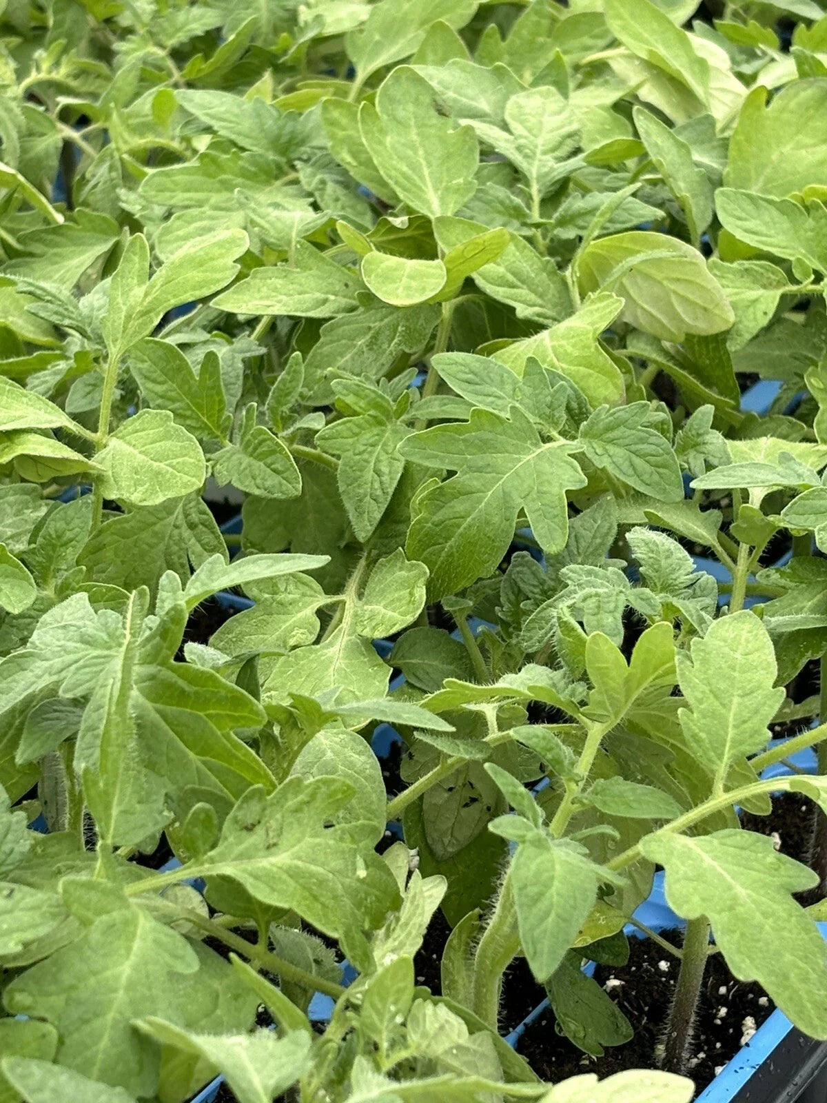 Rutgers Tomato Live Plants - Lot of 2, 6 to 10 Inches, Heirloom Variety - Solanum lycopersicum