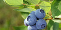 Blueberry Seeds 50 Seeds Organic Vaccinium Cyanococcus Perennial Fruit