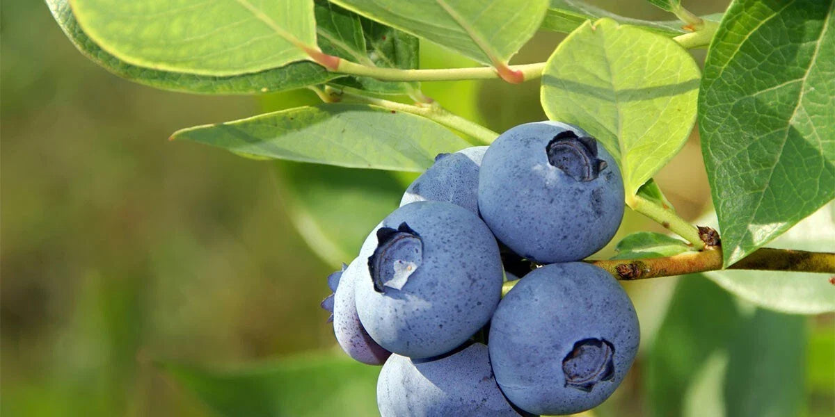 Blueberry Seeds 50 Seeds Organic Vaccinium Cyanococcus Perennial Fruit