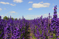 Pacific Giant Delphinium Seeds - King Arthur Variety, 25+ Seeds, Flowering Plant, Delphinium elatum - Free Shipping