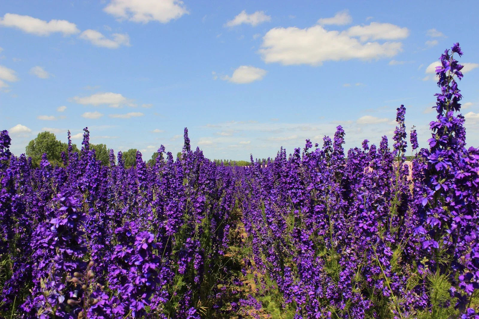 Pacific Giant Delphinium Seeds - King Arthur Variety, 25+ Seeds, Flowering Plant, Delphinium elatum - Free Shipping
