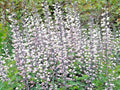 White Wild False Indigo Seeds - 50+ Perennial Native Wildflower - Nitrogen-Fixing (Baptisia alba)