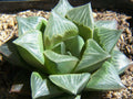 Haworthia Mutica Potted Plant - 2" Diameter - Rare Succulent Houseplant - Drought-Tolerant Indoor Plant
