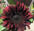 Chocolate Cherry Sunflower Seeds 50pcs Pack - Summer Red Brown Flower Seeds (Helianthus annuus)