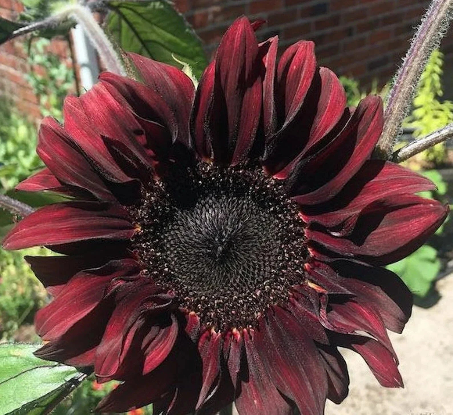 Chocolate Cherry Sunflower Seeds 50pcs Pack - Summer Red Brown Flower Seeds (Helianthus annuus)
