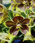 Small Rooted Orchid Bulb - Bare Root Gram - Phalaenopsis Variety (if applicable) - Orchidaceae Family