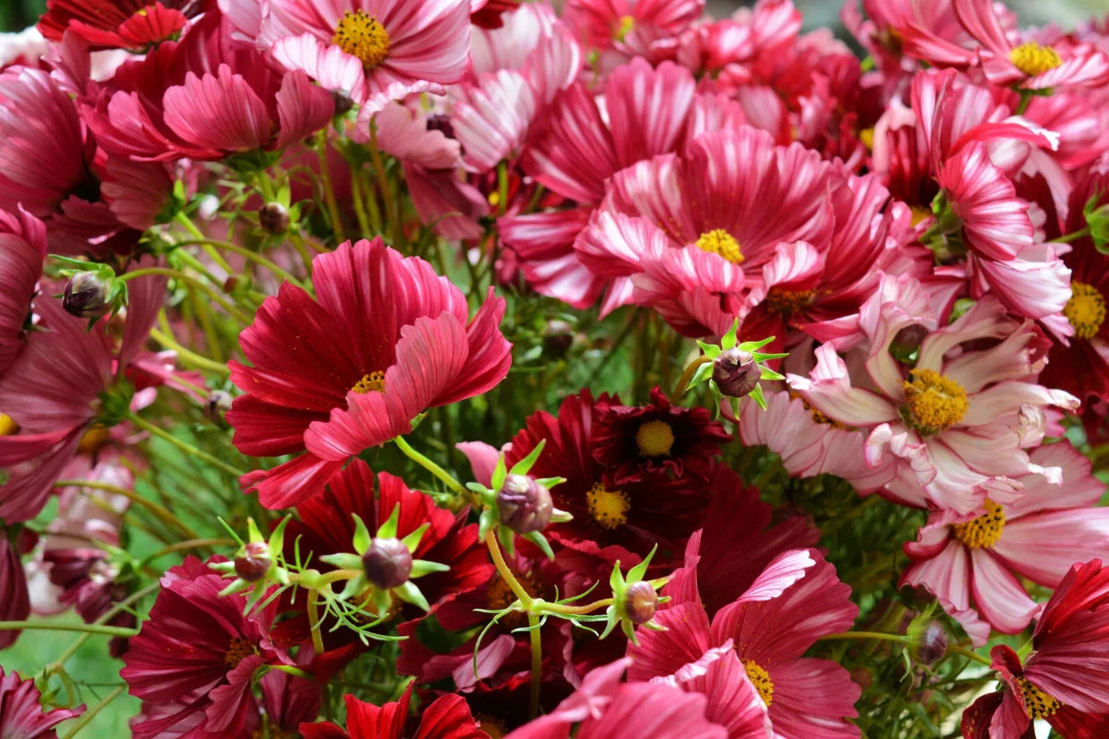 Cosmos Seeds Pack - 200+ Velouette Variety for Garden Planting - Cosmos bipinnatus - USA Grown, Free Shipping