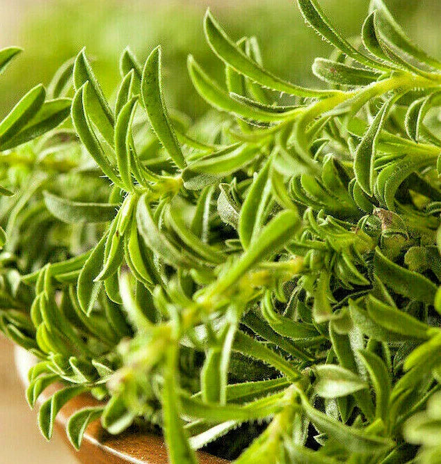 Summer Savory Seeds | Herbs de Provence Vegetable Plant | Satureja hortensis