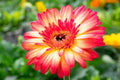Gerbera Daisy Seeds - 200+ Pack - Yellow & Red Varieties - Garden Planting - Free Shipping - USA