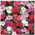 Vinca Seeds - Pacifica XP Mix - 25 Pack - Colorful Annual Flowers - Vinca Rosea