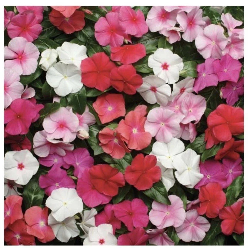 Vinca Seeds - Pacifica XP Mix - 25 Pack - Colorful Annual Flowers - Vinca Rosea