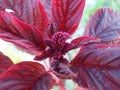Amaranthus Red Garnet Herb Seed Pack – 250+ Fresh Seeds for Gardening (Amaranthus cruentus)