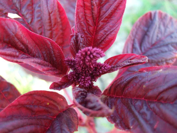 Amaranthus Red Garnet Herb Seed Pack – 250+ Fresh Seeds for Gardening (Amaranthus cruentus)