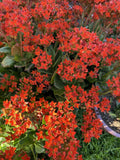 Organic Kalanchoe Cuttings - 3 Orange Blossfeldiana Succulent Plants for Propagation