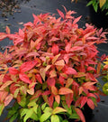 Nandina Heavenly Bamboo 4" Pot - Evergreen Shrub, Ornamental, Toxic Berries, Nandina domestica