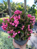 Live Pink Begonias Plant - Easy Care with Stunning Blooms - Begonia spp.