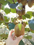 Kiwi Seeds - 50 Green Heart Kiwi Fresh Fruit Seeds - Actinidia deliciosa